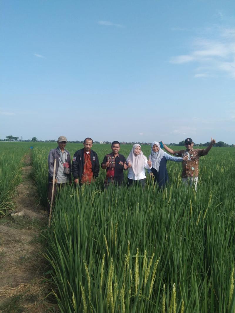 Sawah Produktif