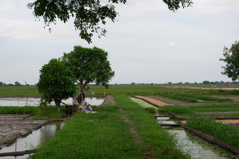 Lahan Wakaf Sawah Produktif
